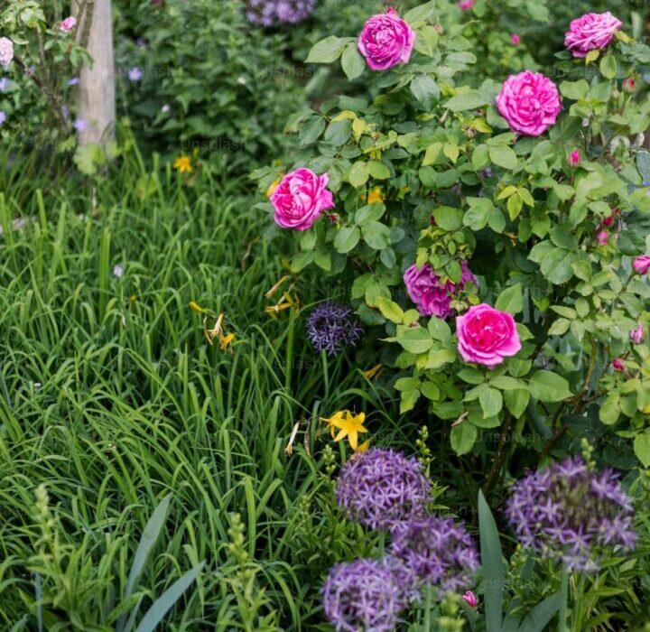 Companion Planting for Roses: Best Plants to Grow Near Roses