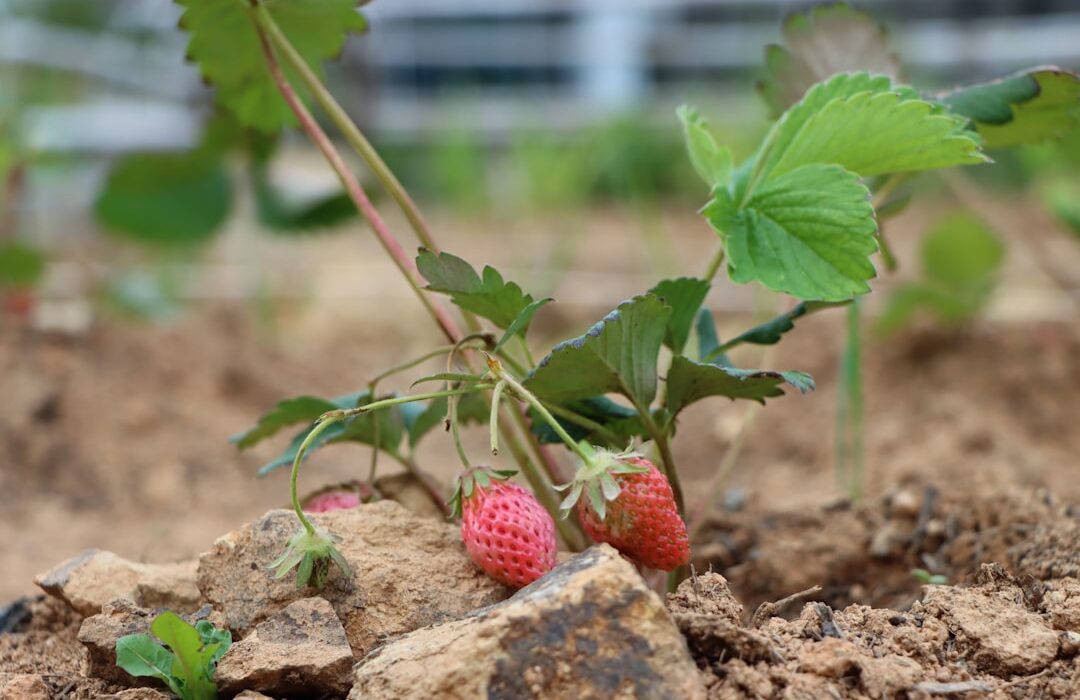 Companion Planting for Strawberries: Best and Worst Neighbors