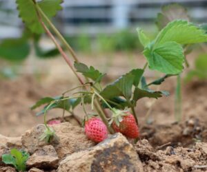 Companion Planting for Strawberries: Best and Worst Neighbors