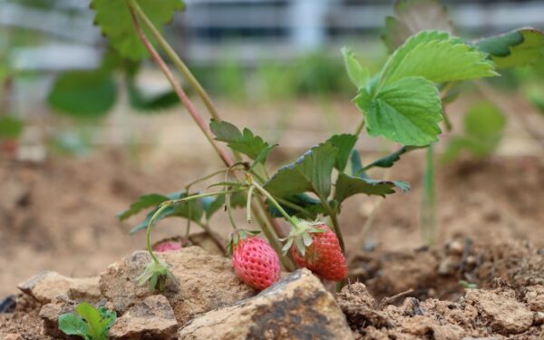 Companion Planting for Strawberries: Best and Worst Neighbors