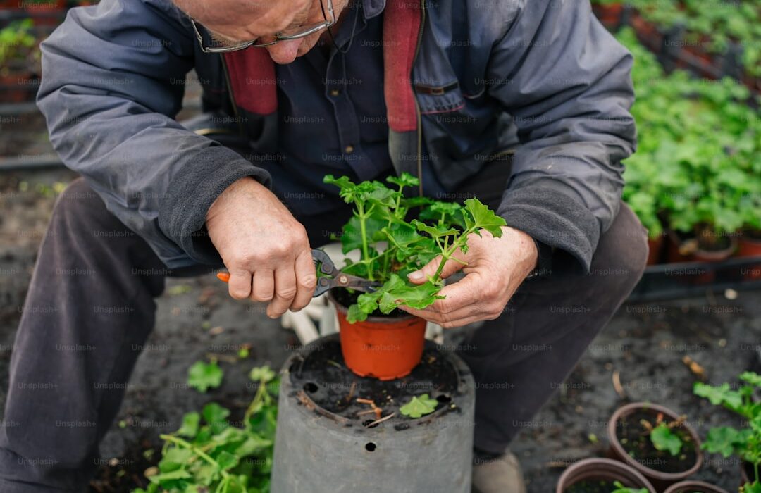 Companion Planting Herbs: Best Herb Pairings for Your Garden