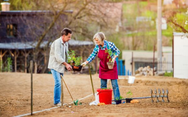 Companion Planting Layout Guide: What to Plant Together - gardening guide by Planters Realm