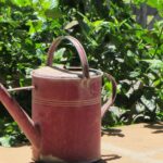 Compost Tea: How to Brew Liquid Gold for Your Garden