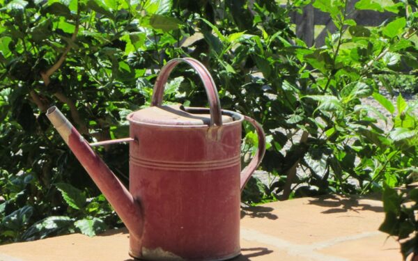 Compost Tea: How to Brew Liquid Gold for Your Garden