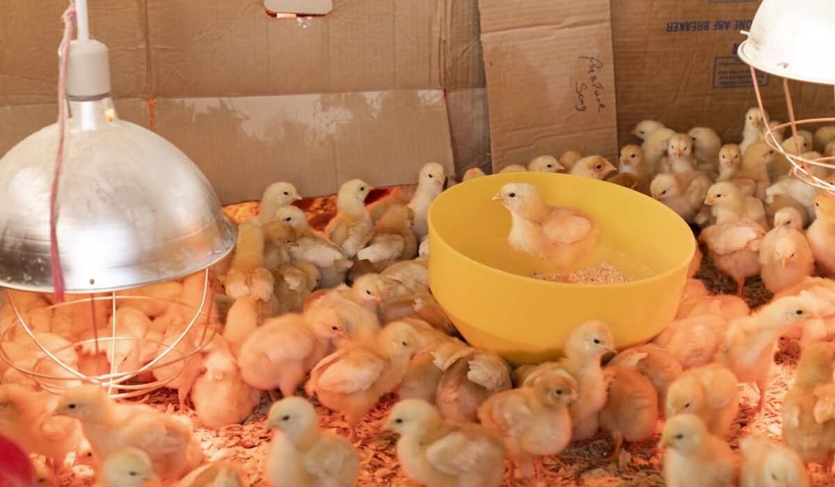 Composting kitchen scraps and yard waste in a garden bin