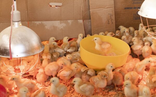 Composting kitchen scraps and yard waste in a garden bin