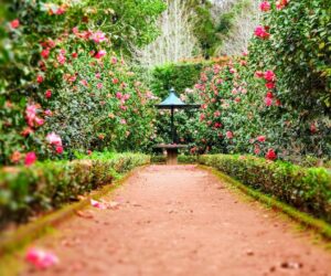 Beautiful cottage garden with lush flowers along a garden path