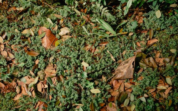 Cover Crops as Living Mulch: Suppress Weeds While Building Soil