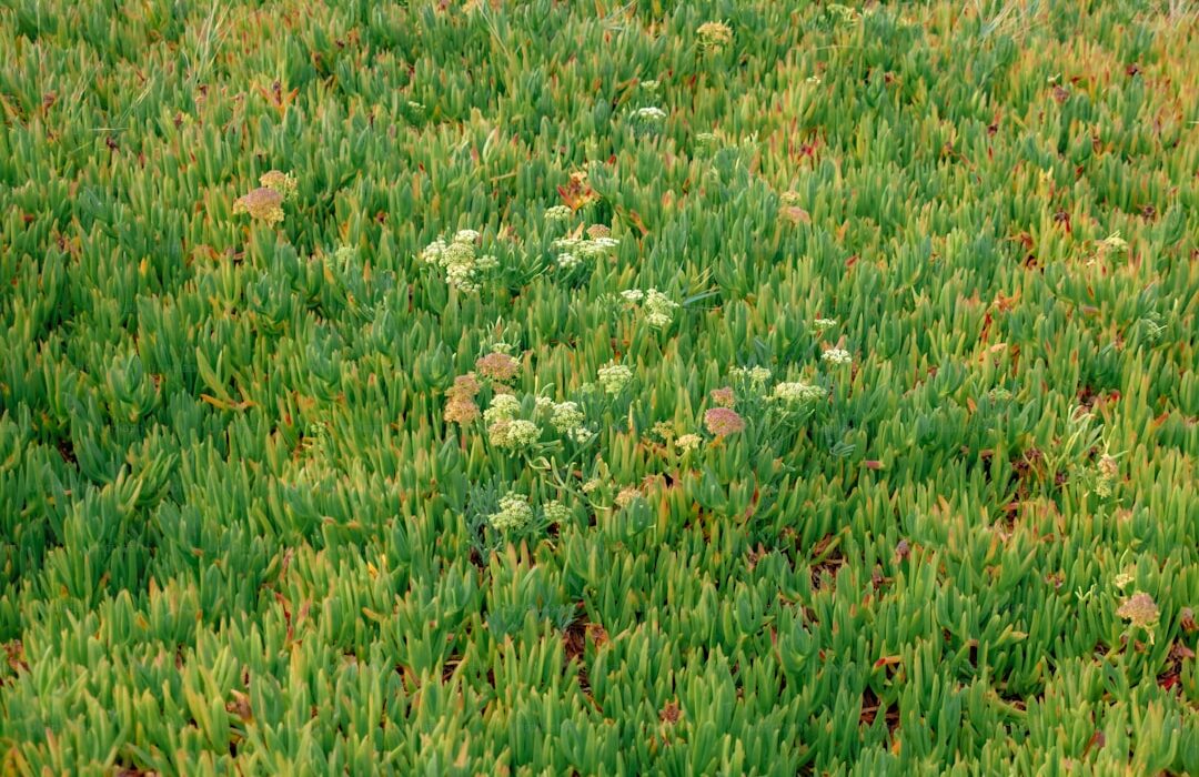 Cover Crops for Home Gardens: Best Green Manures to Improve Soil