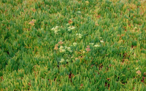 Cover Crops for Home Gardens: Best Green Manures to Improve Soil