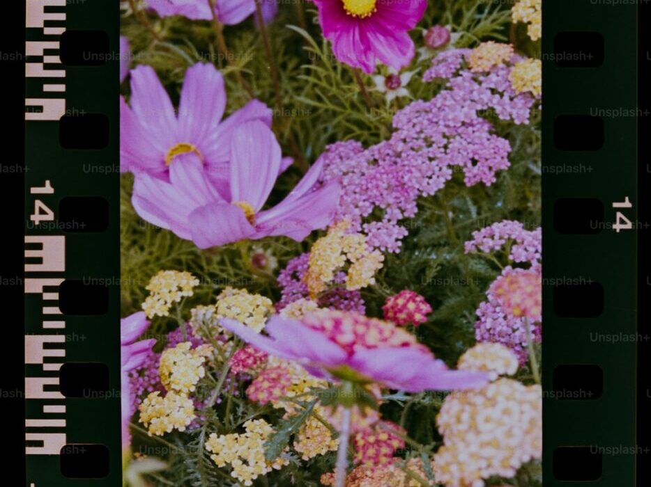 Creating a Cut Flower Garden: Planning, Planting, and Harvesting