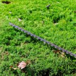 Creeping Thyme and Other Walkable Ground Covers