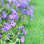 Creeping Thyme Ground Cover: Fragrant Carpet That Handles Foot Traffic