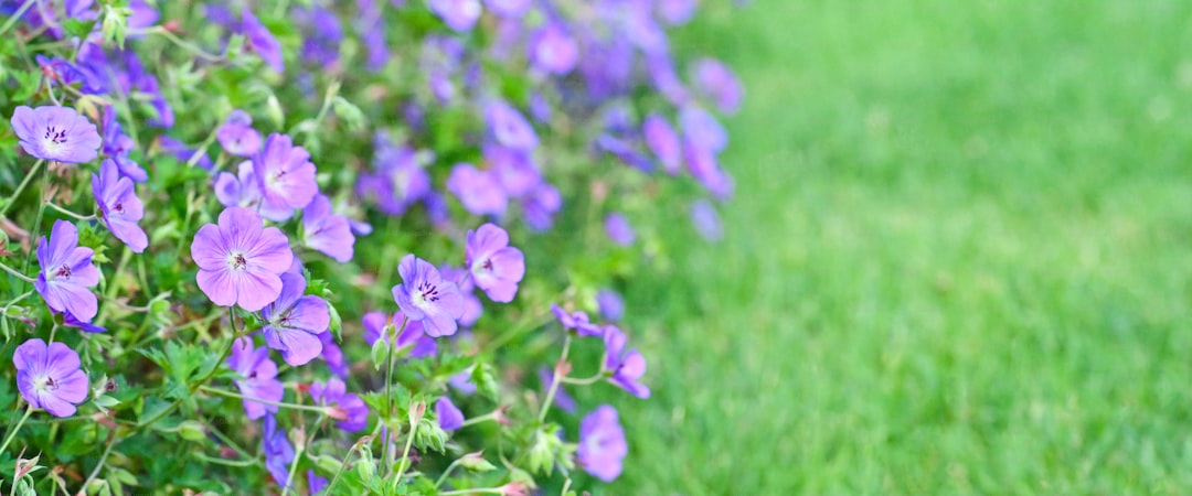 Creeping Thyme Ground Cover: Fragrant Carpet That Handles Foot Traffic