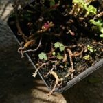 Damping Off Disease: Saving Seedlings