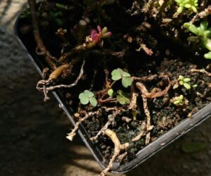 Damping Off Disease: Saving Seedlings