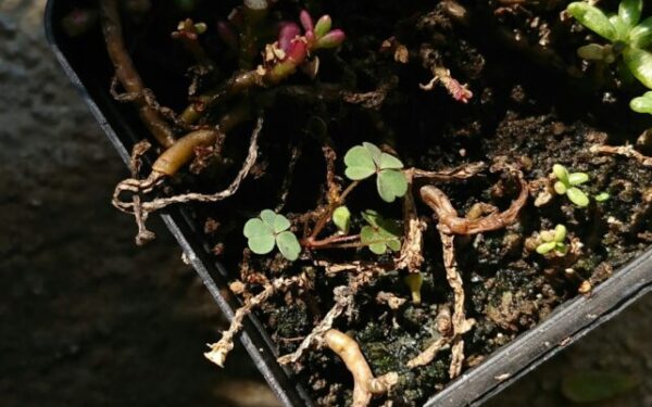 Damping Off Disease: Saving Seedlings
