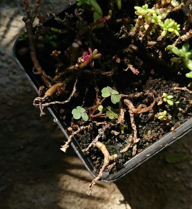 Damping Off Disease: Saving Seedlings