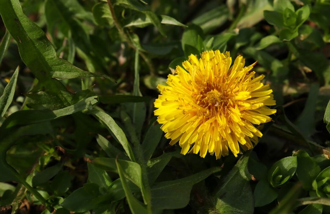 Dandelion Control: Should You Fight Them or Embrace Them