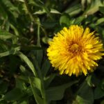Dandelion Control: Should You Fight Them or Embrace Them