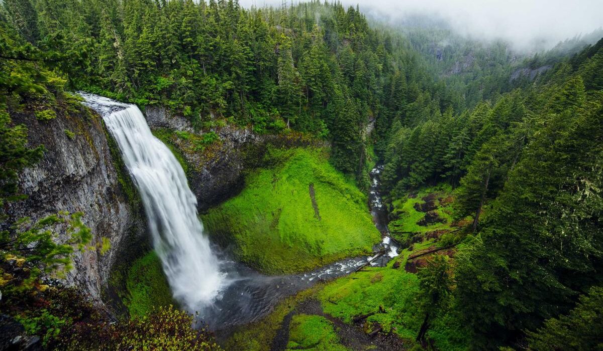 Deer and Squirrel Proof Bulbs: Best Varieties They Won't Dig Up