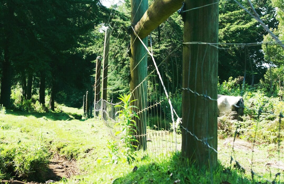 Deer-Proofing Your Garden: Fencing and Repellents