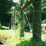 Deer-Proofing Your Garden: Fencing and Repellents