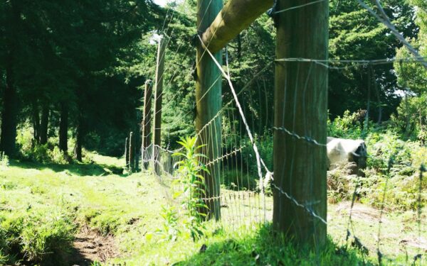 Deer-Proofing Your Garden: Fencing and Repellents