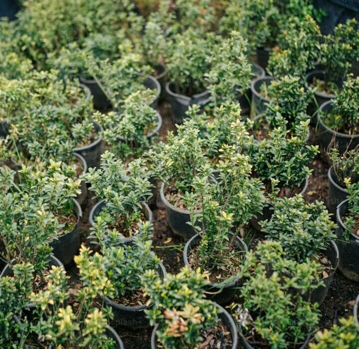 Deer-Resistant Shrubs: Beautiful Plants That Deer Won't Eat