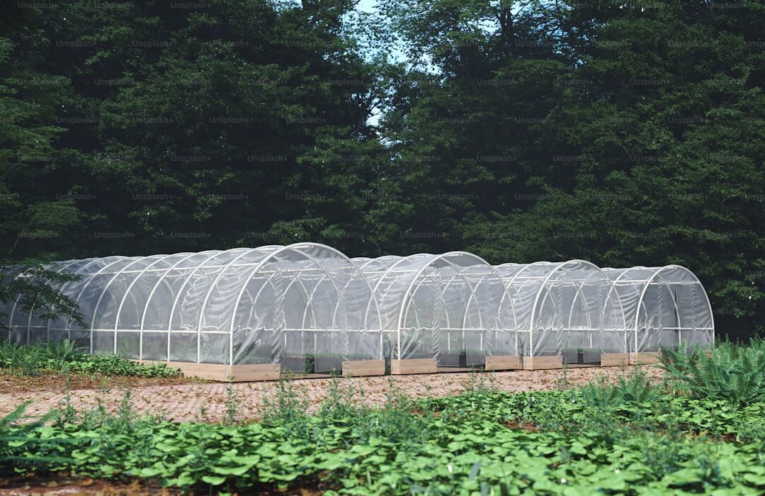 Diatomaceous Earth in the Garden: A Natural Pest Barrier