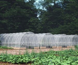 Diatomaceous Earth in the Garden: A Natural Pest Barrier