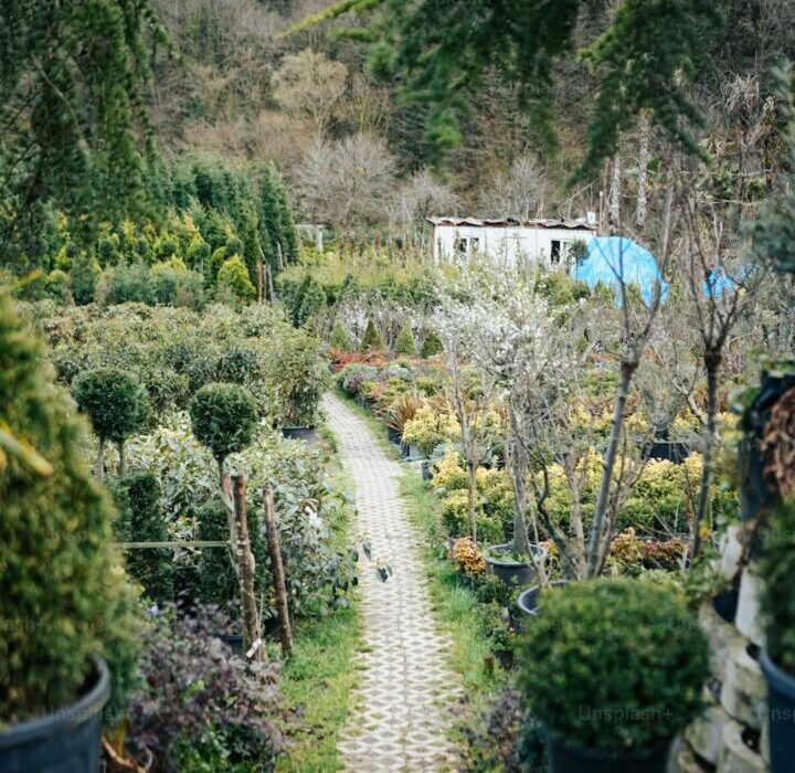 Division and Splitting: How to Divide Perennial Plants