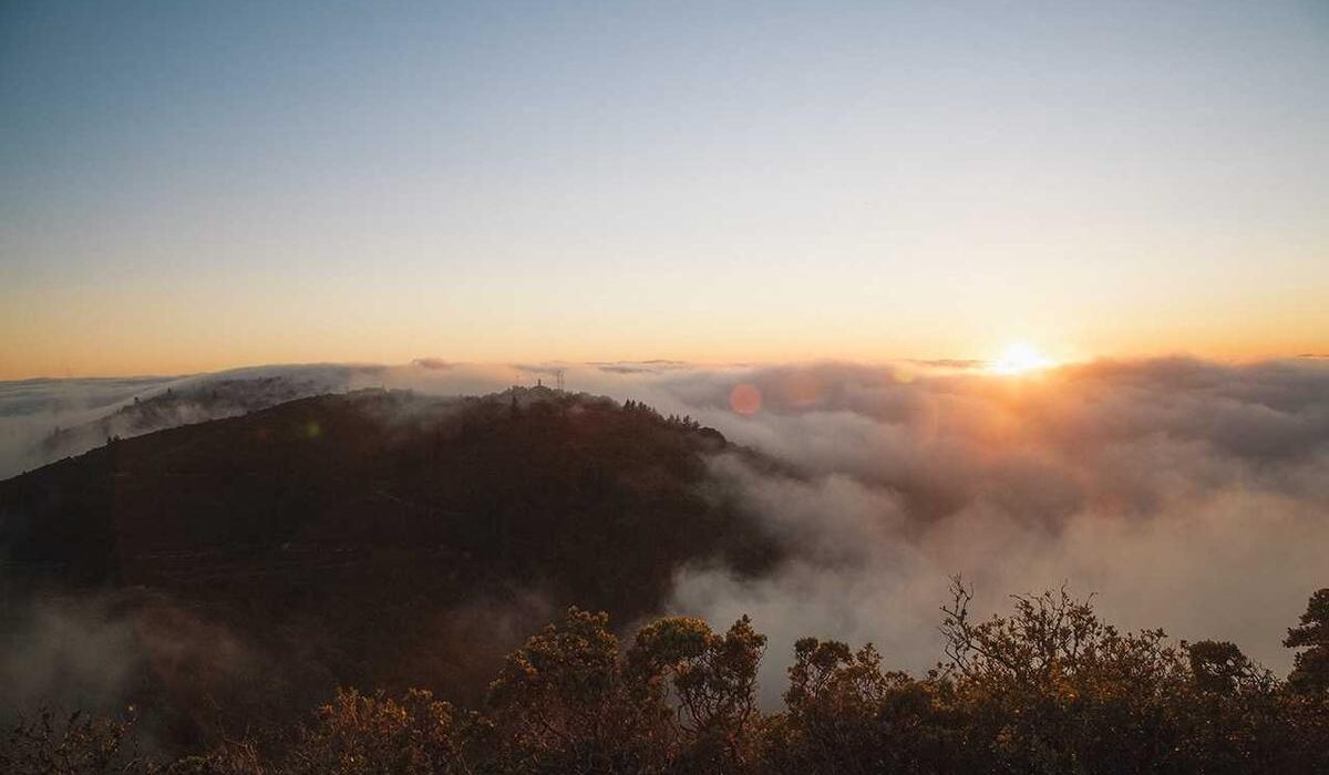DIY Hydroponic System: Build Your Own for Under 50 Dollars