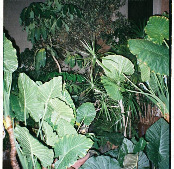 Downy Mildew vs Powdery Mildew: Telling Them Apart