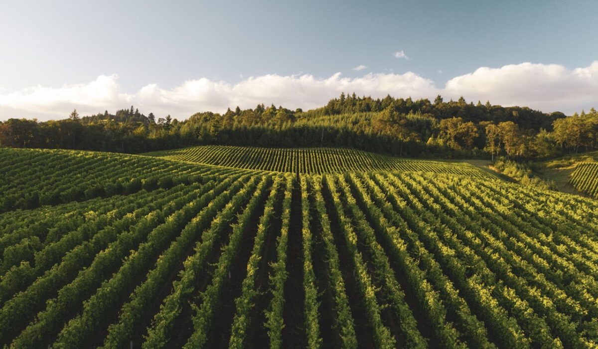 Drip irrigation system watering plants in a home garden