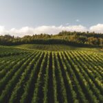 Drip irrigation system watering plants in a home garden