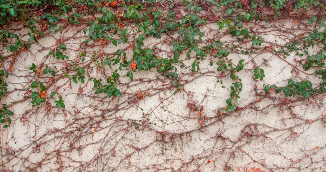 Drought-Tolerant Ground Cover: Plants That Survive on Rain