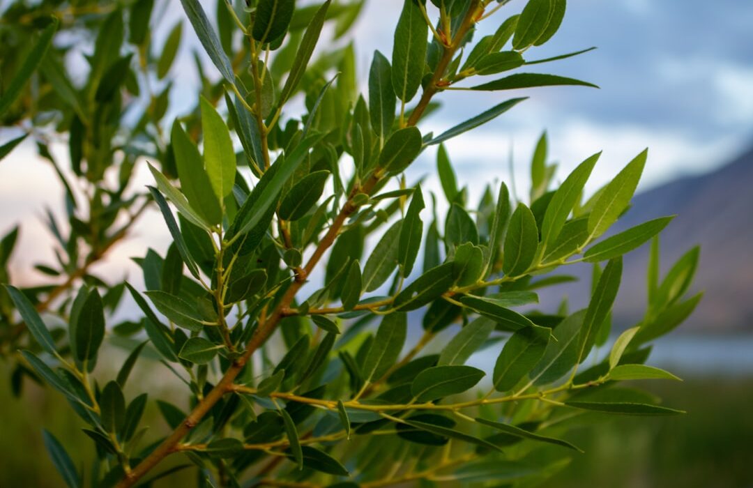 Drought-Tolerant Shrubs That Thrive with Minimal Water