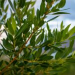 Drought-Tolerant Shrubs That Thrive with Minimal Water