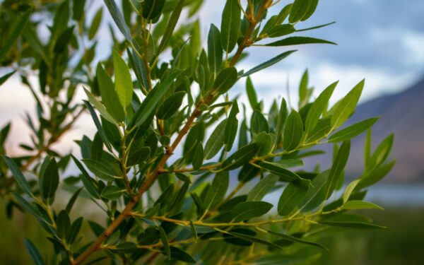 Drought-Tolerant Shrubs That Thrive with Minimal Water