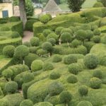 Dwarf Shrubs for Small Gardens and Borders