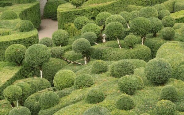 Dwarf Shrubs for Small Gardens and Borders