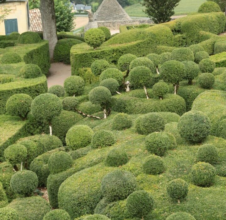 Dwarf Shrubs for Small Gardens and Borders