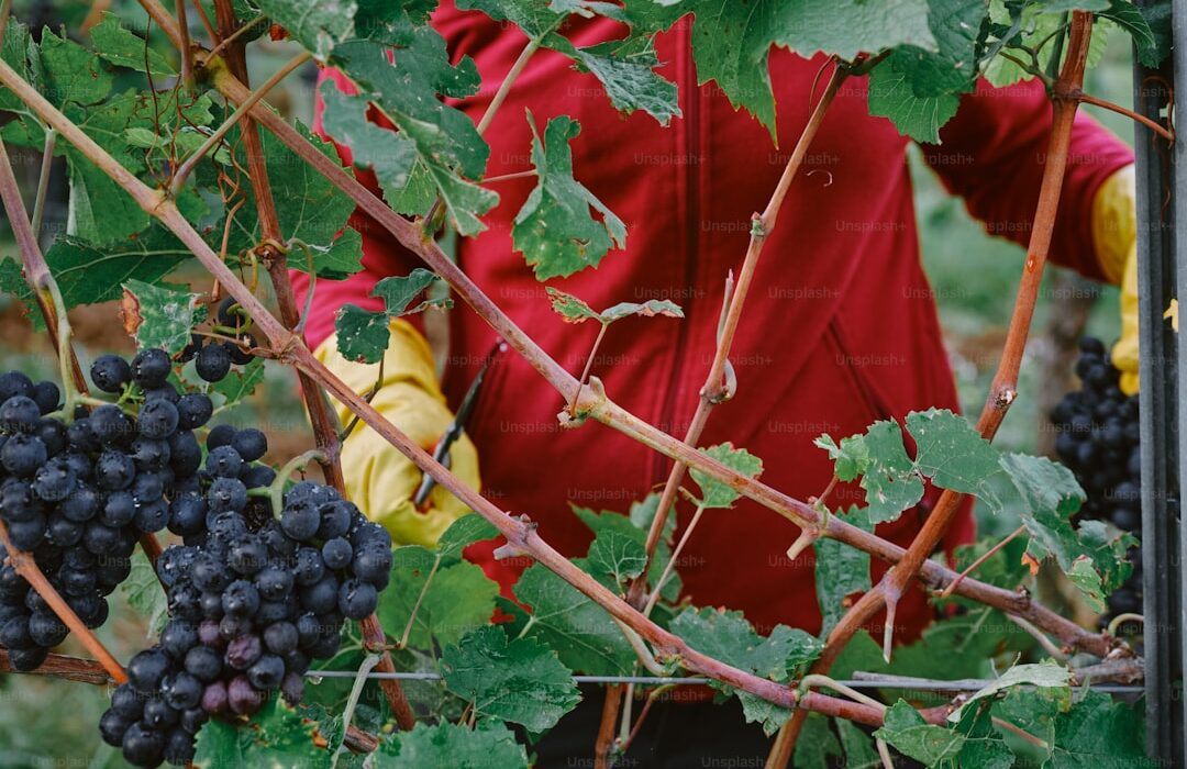 Edible Climbing Vines: Grow Food on Fences and Trellises