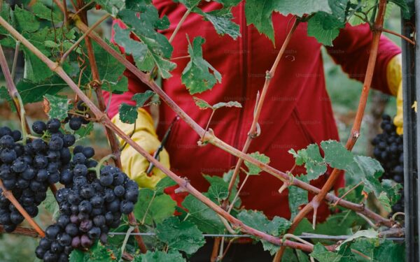 Edible Climbing Vines: Grow Food on Fences and Trellises