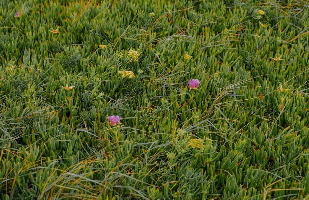 Edible Weeds: 10 Common Garden Weeds You Can Actually Eat