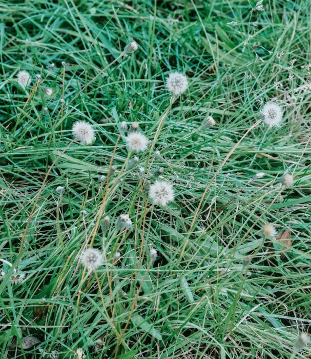 Edible Weeds: 9 Common Weeds You Can Actually Eat