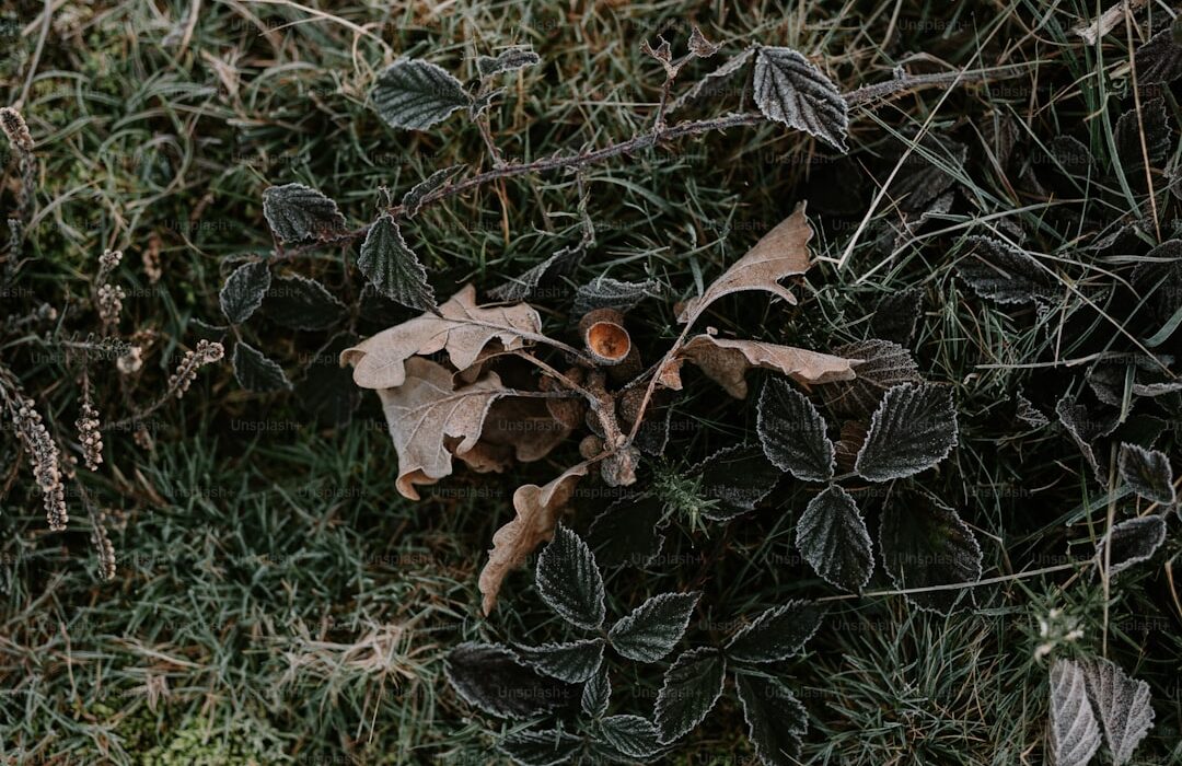 Evergreen Ground Cover Plants for Year-Round Coverage