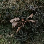 Evergreen Ground Cover Plants for Year-Round Coverage