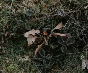 Evergreen Ground Cover Plants for Year-Round Coverage